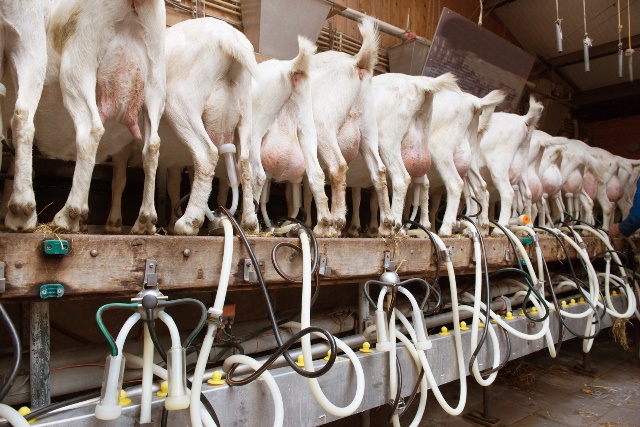 Przewody mleczne w farmie hodowli kóz mlecznych
